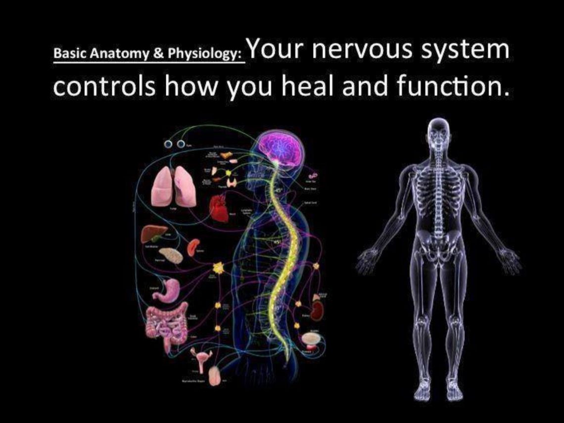 Physiologic Adaptations – Kramp Chiropractic