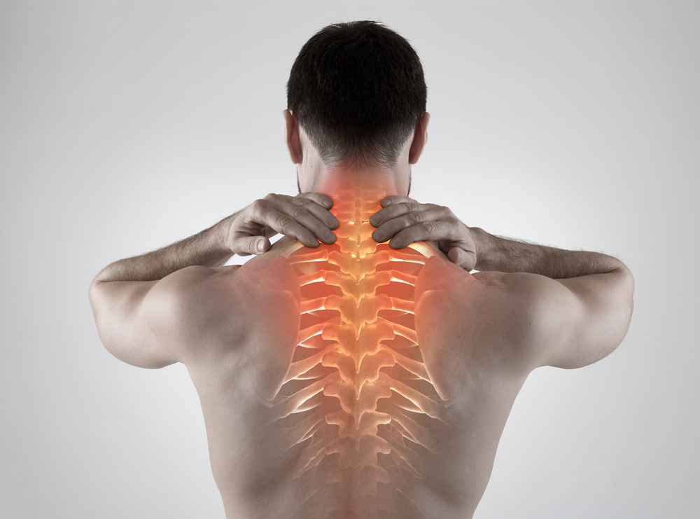 Back Muscles — Heppe Chiropractic
